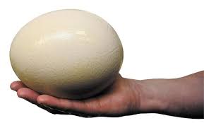 where to buy ostrich eggs