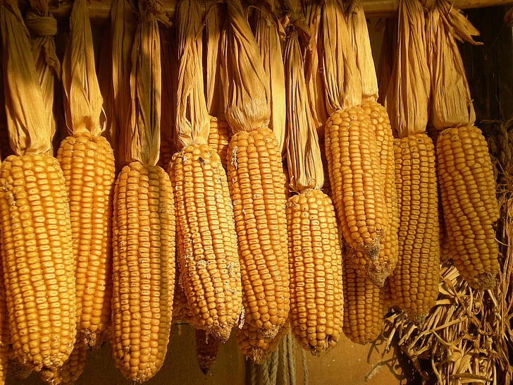 How many ears of corn per stalk