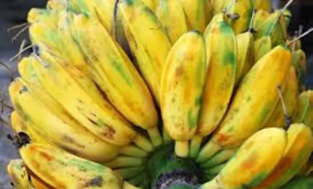 Are Wild Bananas Edible? 