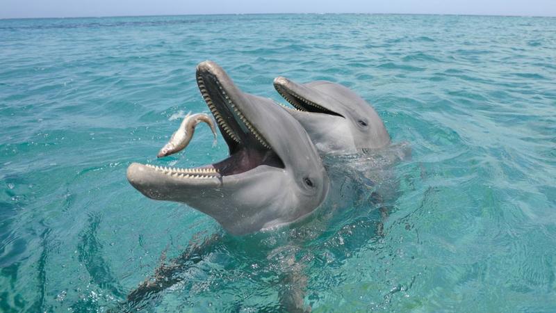 How Does Dolphin Taste Like?