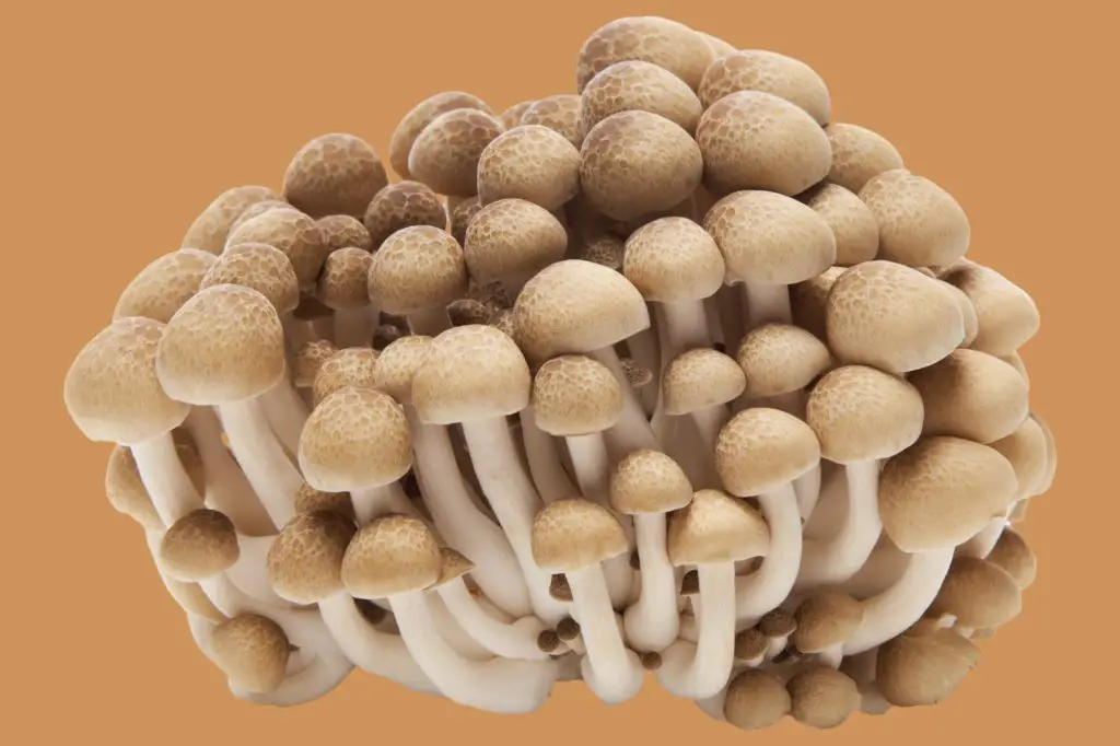 What Do Mushrooms Taste Like?