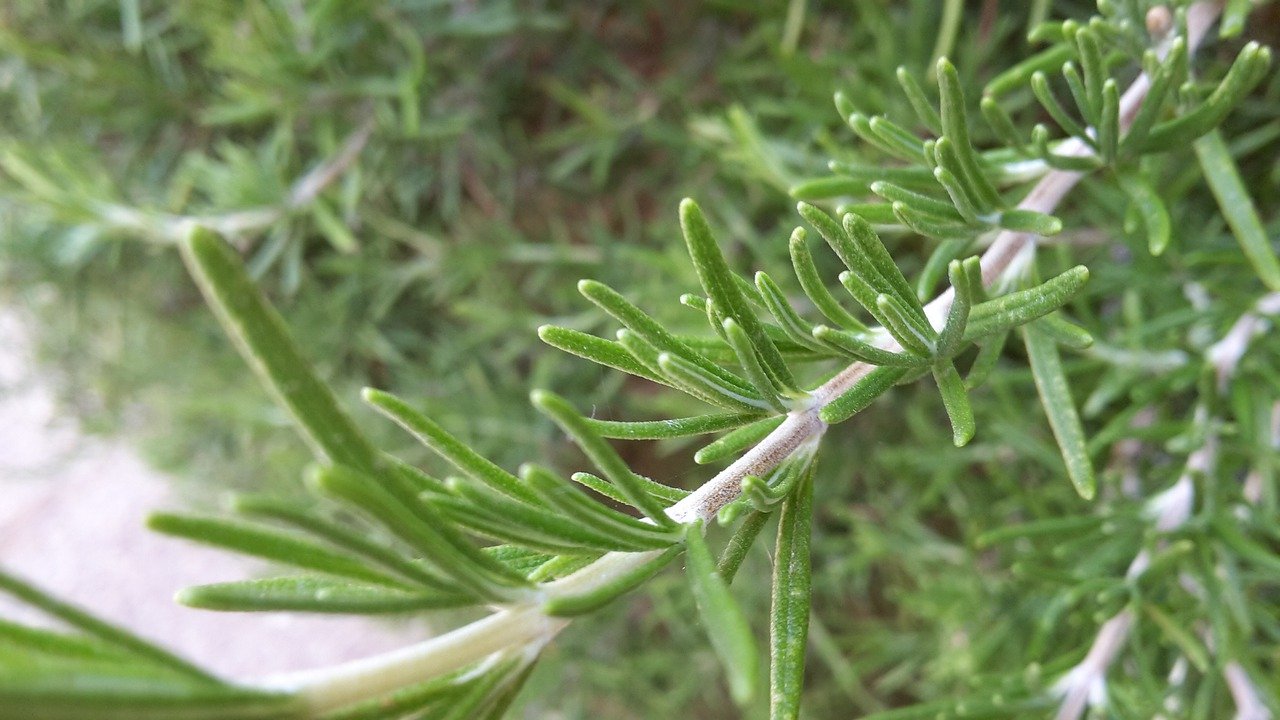 What Does Rosemary Taste Like? Learn More!