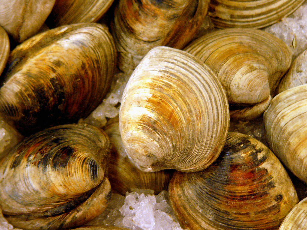Do Clams Feel Pain? All You Need To Know!