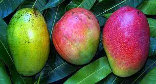 fruits that start with F: Fascell Mango