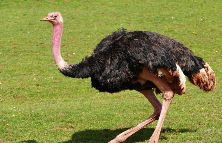 What Does Ostrich Taste Like? All You Need To Know! - Best Electric ...