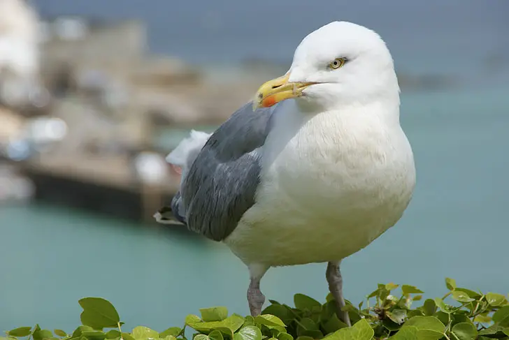 Can You Eat Seagulls?