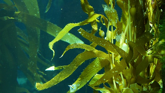 What does seaweed taste Like?