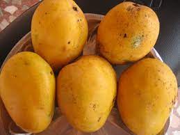 Is Mango a Citrus Fruit?