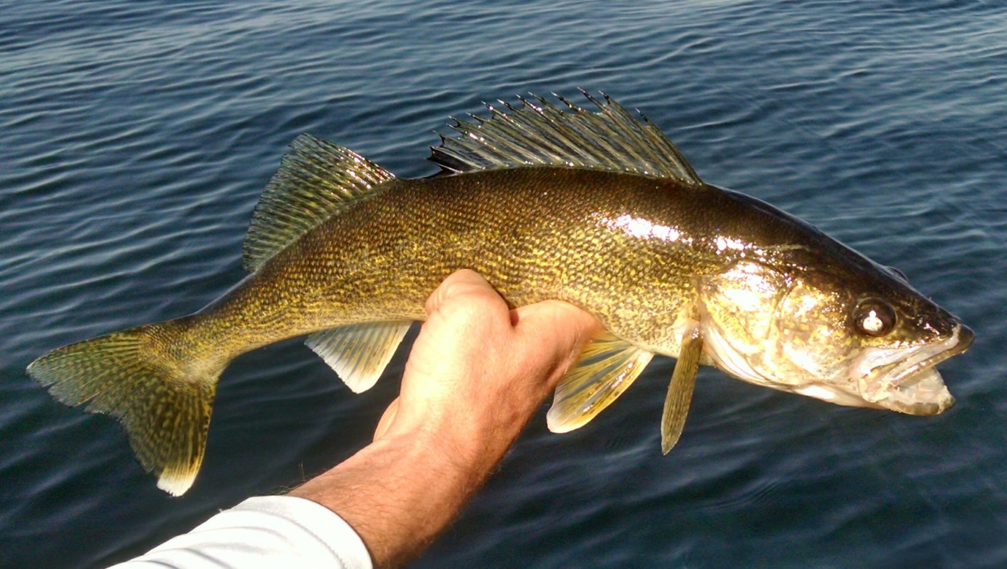 What Does Walleye Taste Like? Know All The Facts! Best Electric