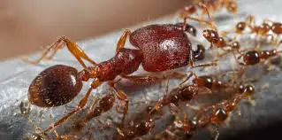 What Do Ants Taste Like? 