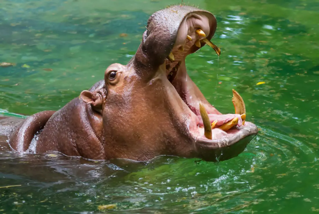 What Does Hippo Taste  Like? Is Hippo Meat Good?