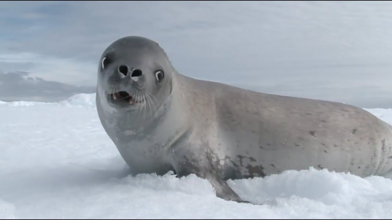 What Does Seal Taste Like?