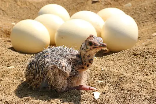 How Many Chicken Eggs Equal One Ostrich Egg?