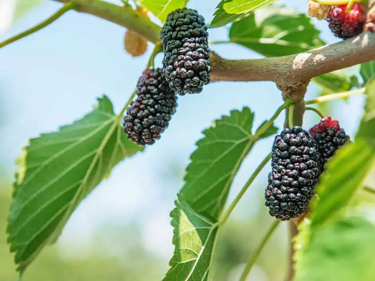 What Do Mulberries Taste Like? 