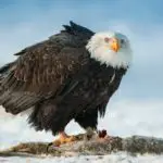 What Does Eagle Taste Like?