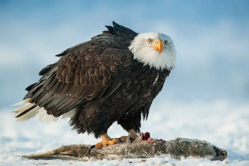 what does eagle taste like