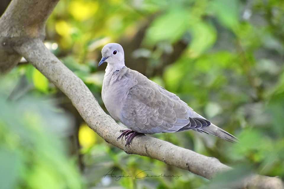 What Does Pigeon Taste Like? 