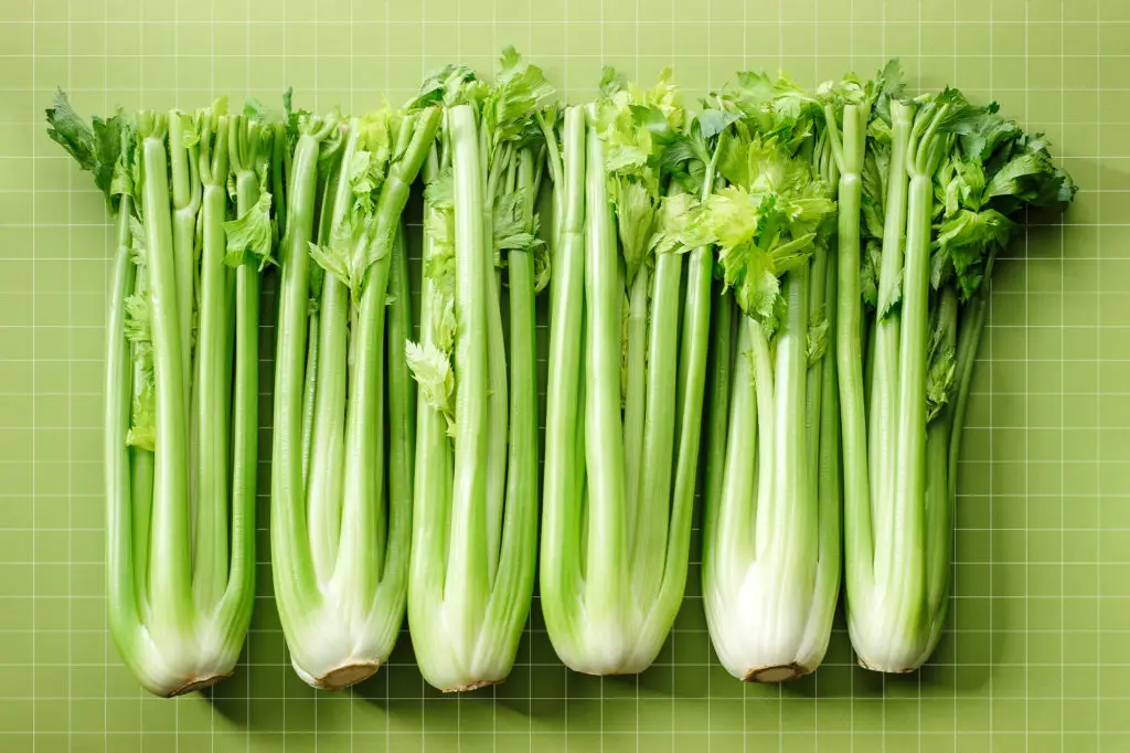 What Does celery Taste Like? 