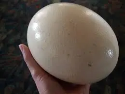 Where To Buy Ostrich Eggs: Its Uses And Benefits