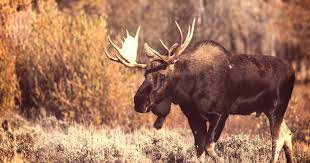 What Does Moose Meat Taste Like?