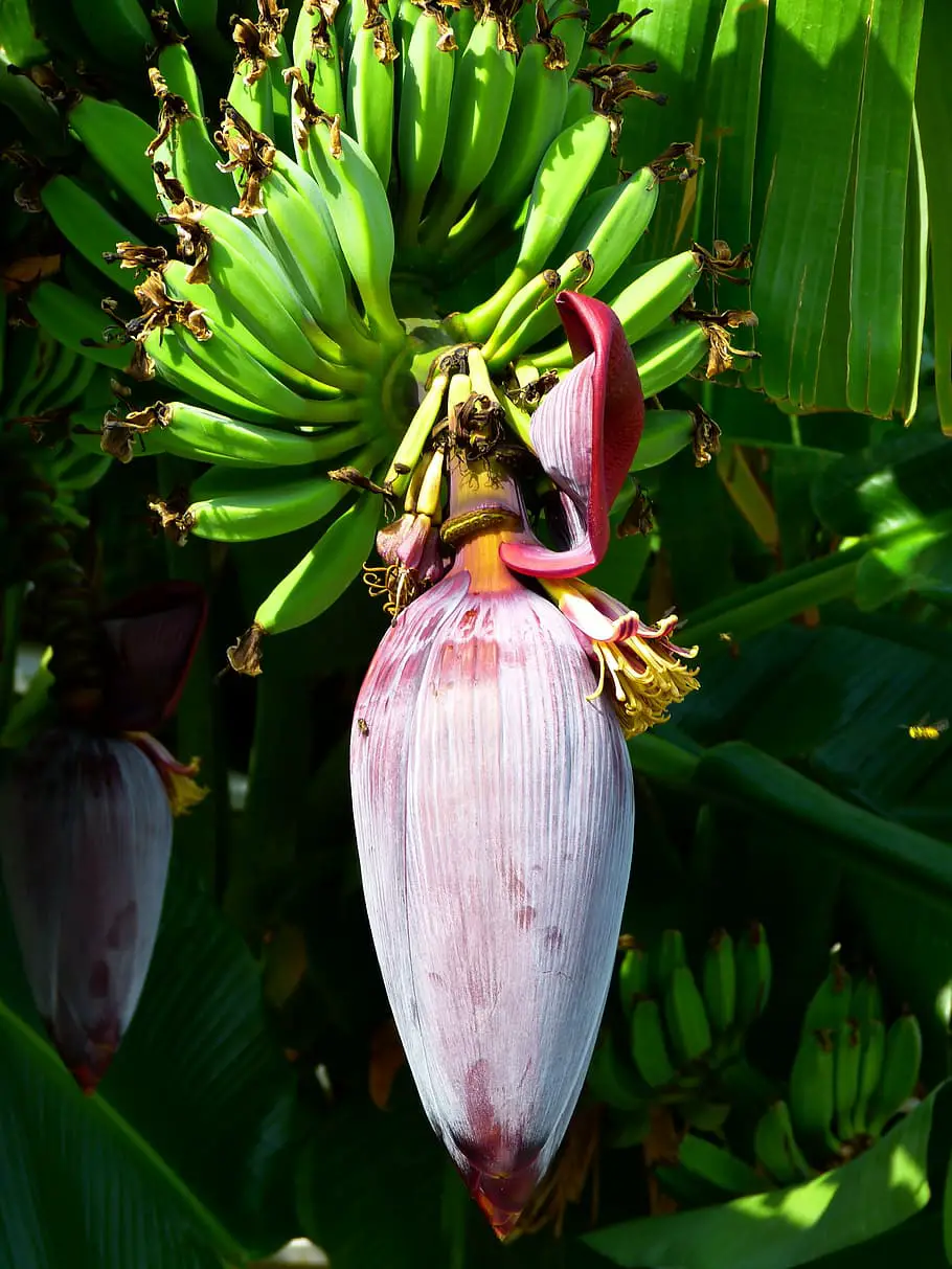 Are Wild Bananas Edible? All You Need To Know!