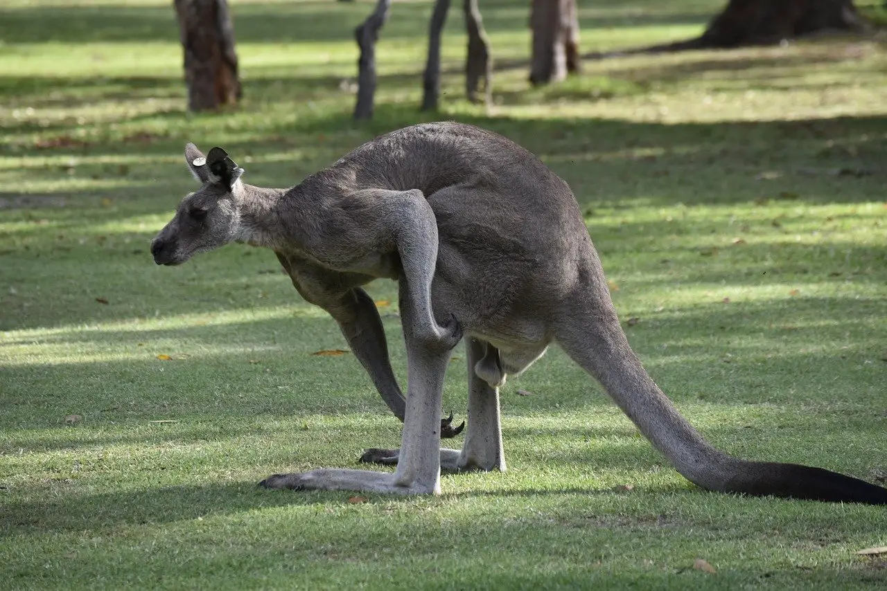 What Does Kangaroo Taste Like?