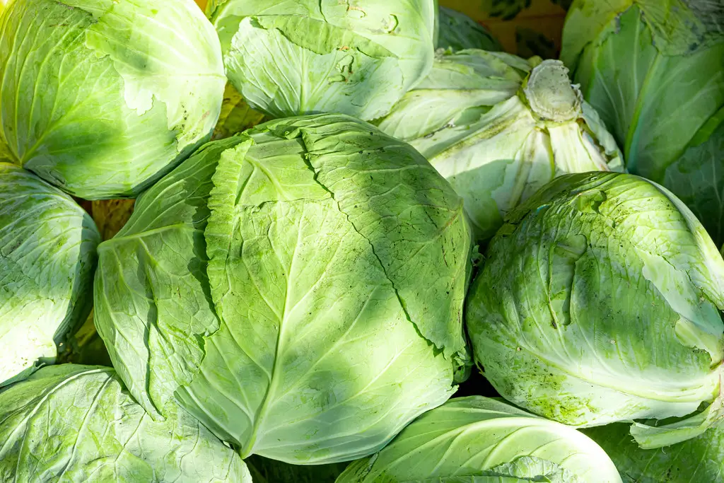 How Long Does Cooked Cabbage Last In The Fridge?