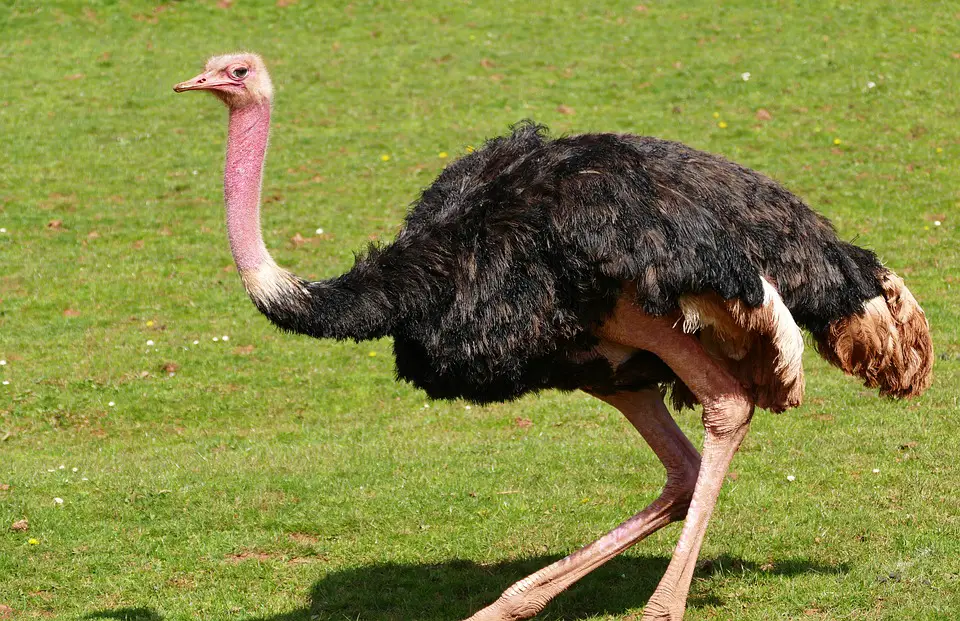 What Does Ostrich Taste Like?