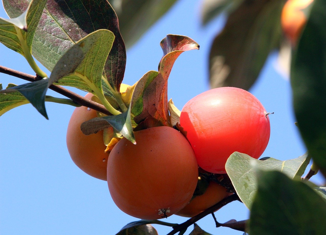 What Does Persimmons Taste Like?