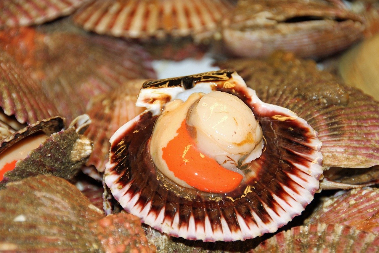 can-you-eat-scallops-raw-all-you-need-to-know-best-electric-skillet