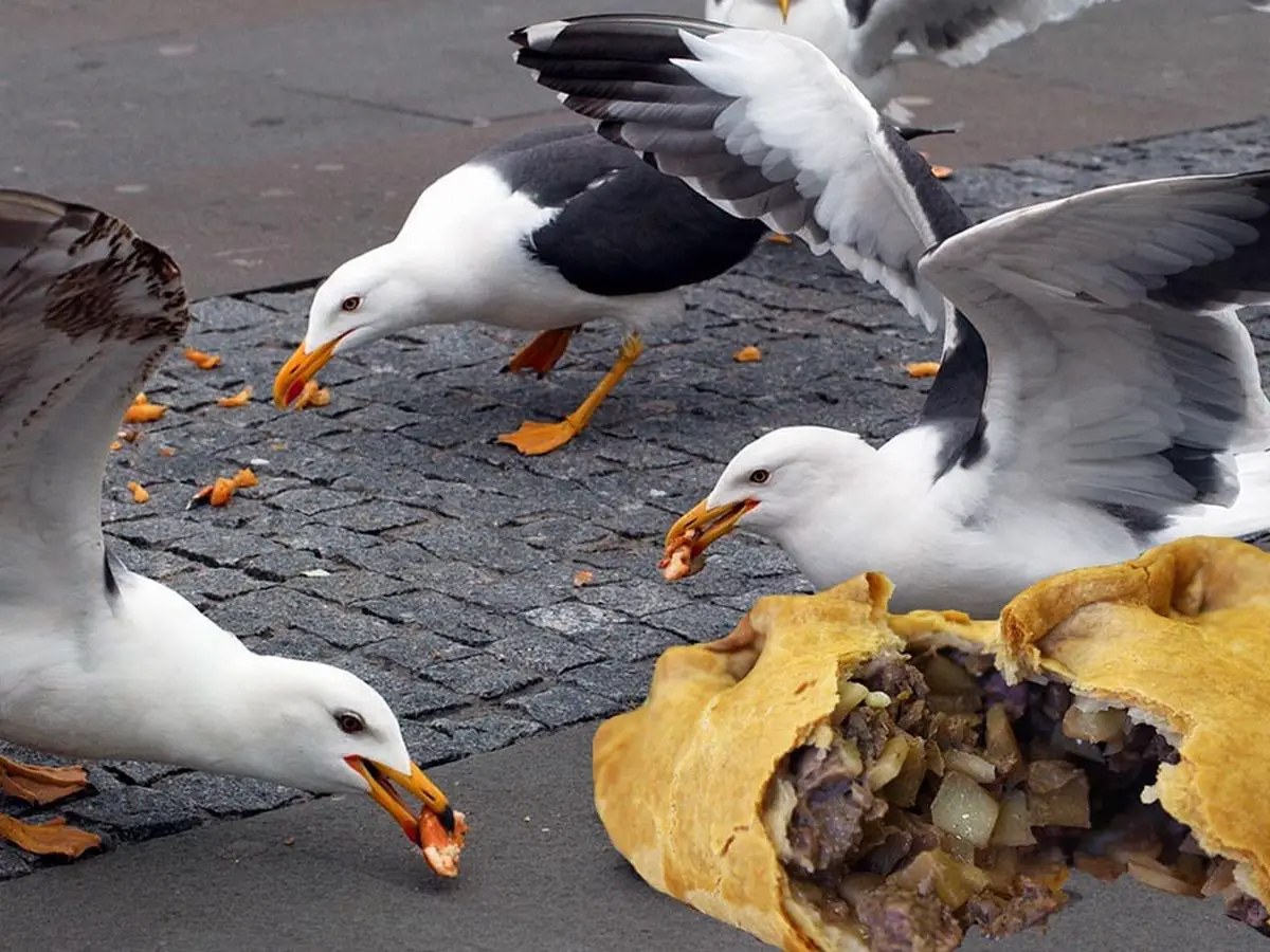 Can You Eat Seagulls?