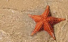 Are Starfish Edible? What Do They Taste Like?