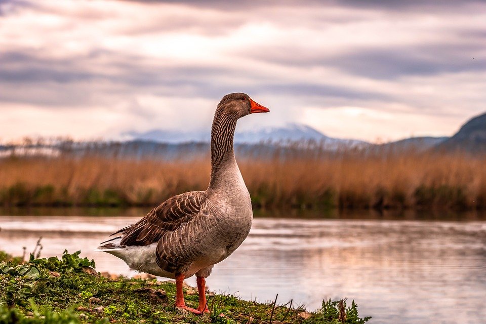 What Does Goose Taste Like Best Electric Skillet Guide