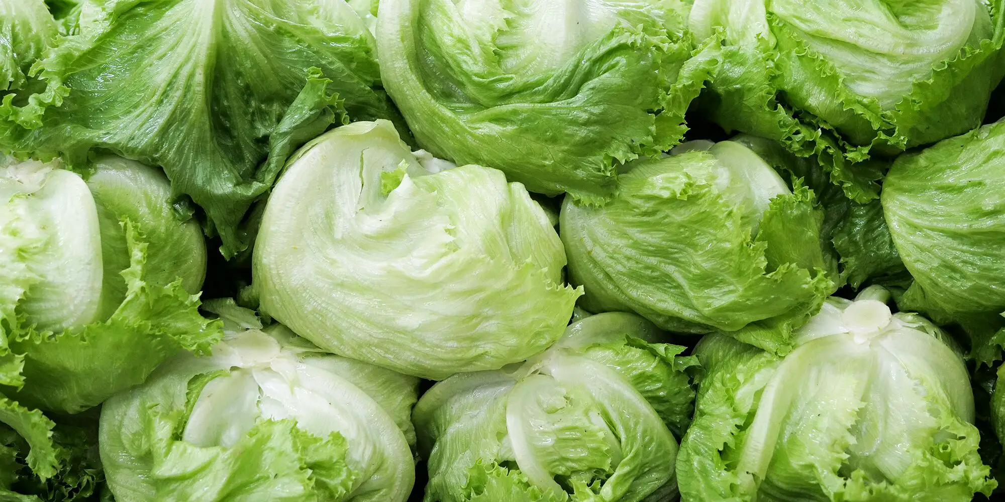 Lettuce Turning Red: Is It Safe To Eat?