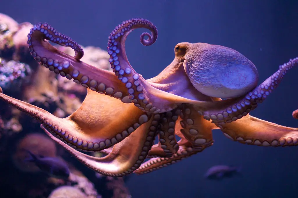 what does octopus taste like
