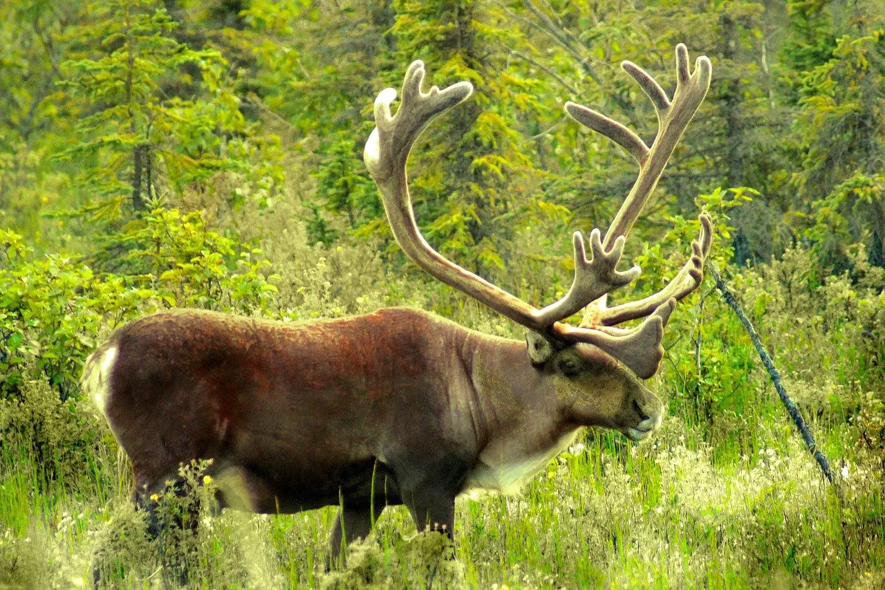 What Does Caribou Taste Like?