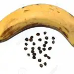 Do Bananas Have Seeds?