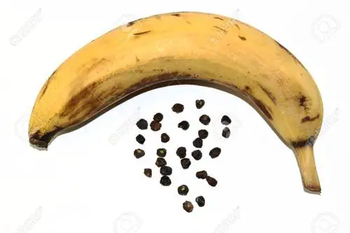 banana seeds