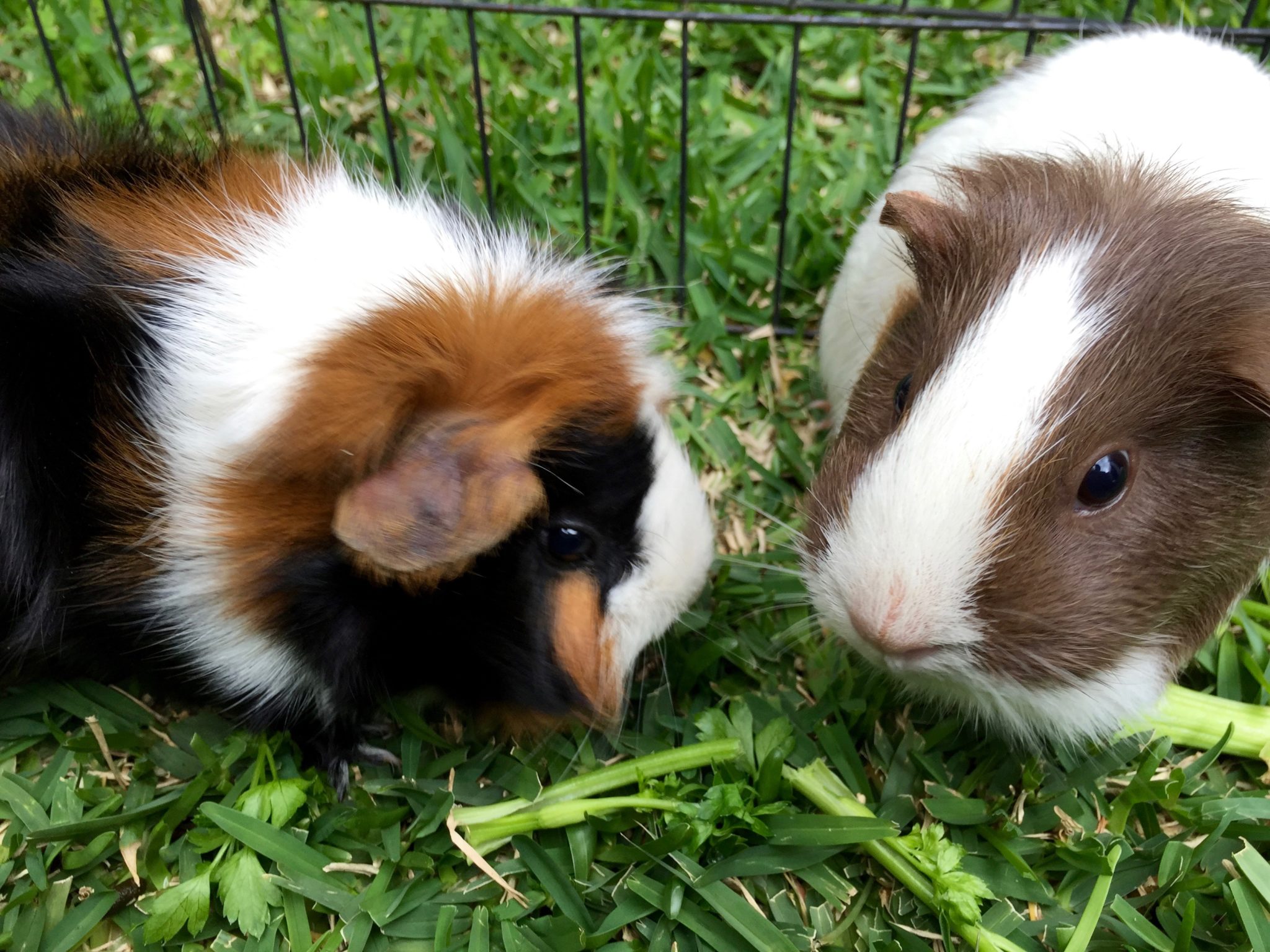 What do Guinea Pigs Taste Like? - Best Electric Skillet Guide