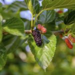 What Do Mulberries Taste Like?