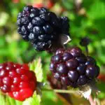 Why are Blackberries Sour And Bitter? 