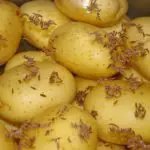 Can You Eat Uncooked Potatoes?